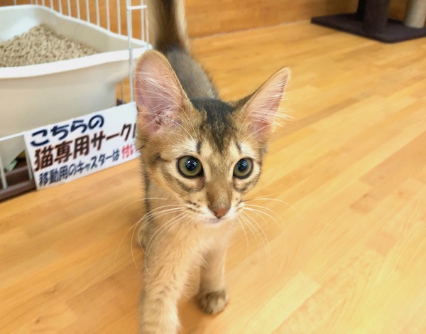 とても人懐こく、甘えん坊さん | ソマリ （116243） - ペットショップ マルワン下丸子 東京都大田区