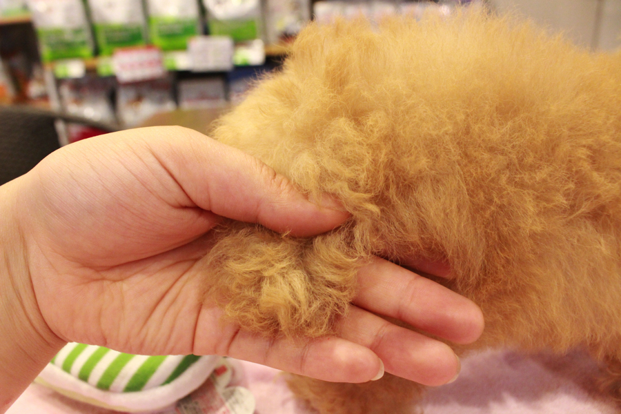 尻尾は犬の視界に入らないのでいきなり触るとびっくりします。 | トイ・プードル （11568） - ペットショップ マルワン白楽 神奈川県横浜市