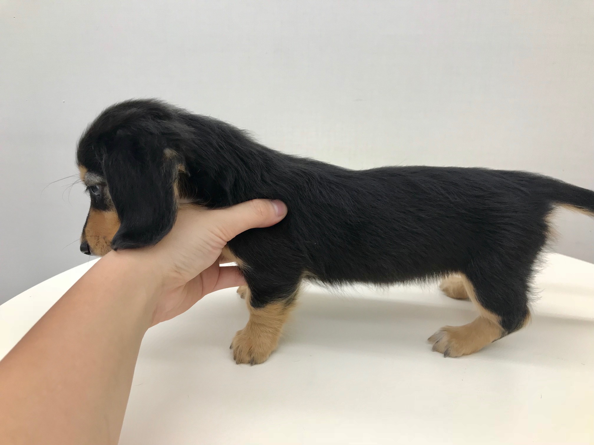 足の長さは「5ｃｍ」 | ミニチュア・ダックスフント 小さめ （512549） - ペットショップ マルワン本羽田 東京都大田区