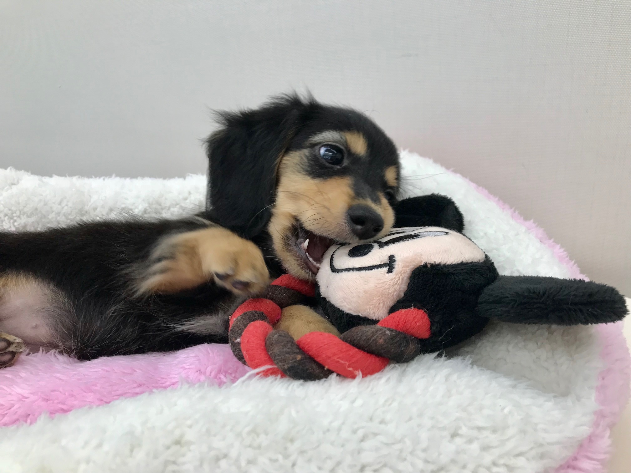 お腹丸出し状態 | ミニチュア・ダックスフント 小さめ （512549） - ペットショップ マルワン本羽田 東京都大田区