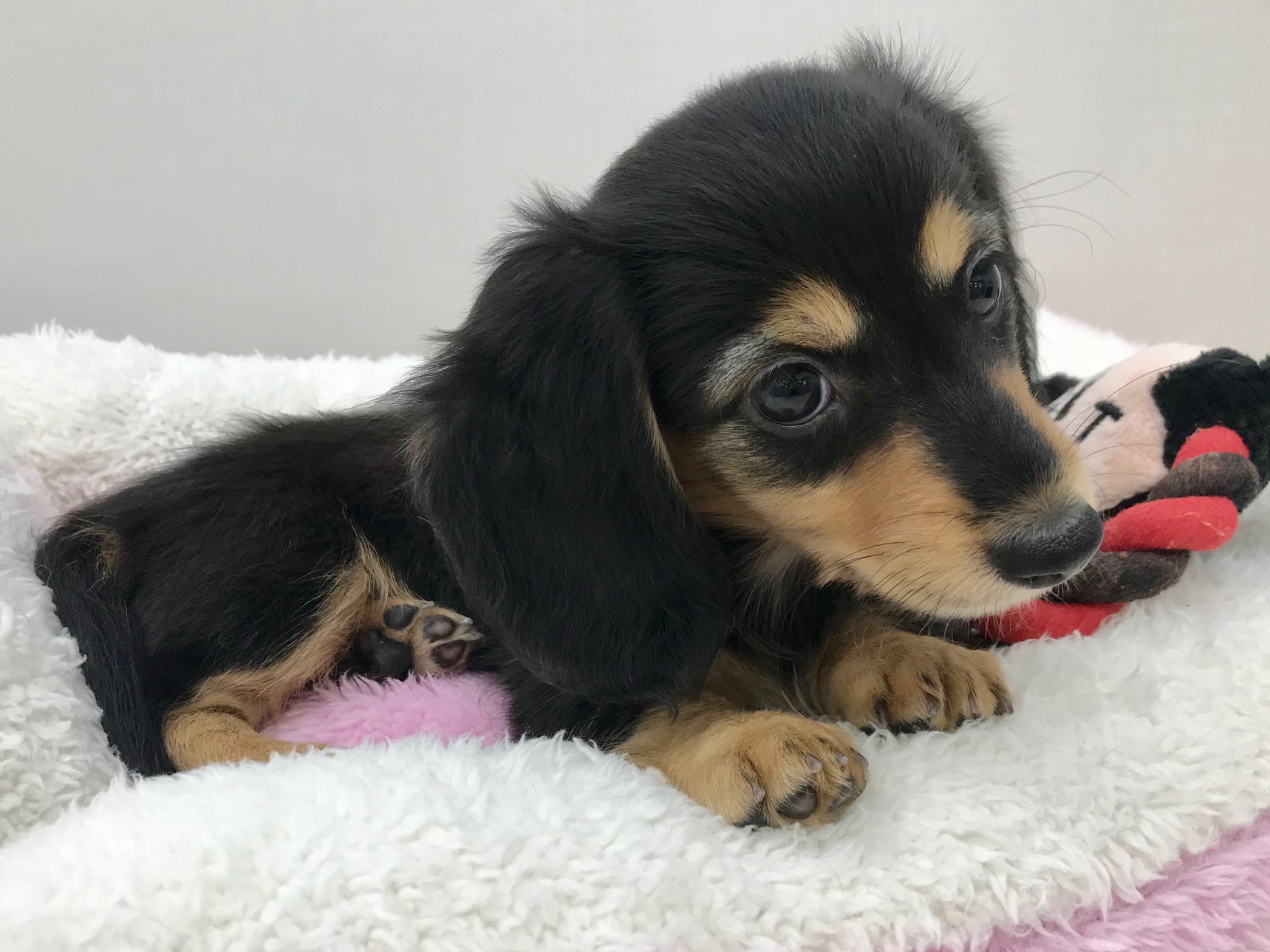 成犬時予想体重は「3ｋｇ台」 | ミニチュア・ダックスフント 小さめ （512549） - ペットショップ マルワン本羽田 東京都大田区