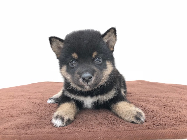 黒毛の豆柴！ | 柴犬 豆柴 黒 （512547） - ペットショップ マルワン本羽田 東京都大田区