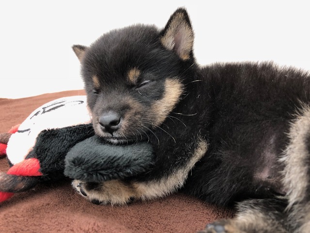 初！おもちゃ | 柴犬 豆柴 黒 （512547） - ペットショップ マルワン本羽田 東京都大田区