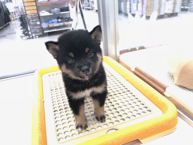 トイレ 上手に出来るかな？ | 柴犬 豆柴 黒 （512547） - ペットショップ マルワン本羽田 東京都大田区