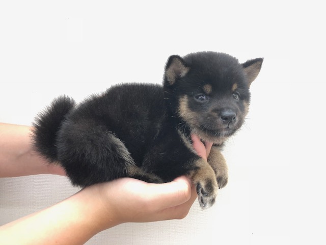 女性の手の中に収まるサイズ！ | 柴犬 豆柴 黒 （512547） - ペットショップ マルワン本羽田 東京都大田区