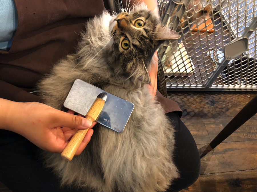 お店での様子:4 | ノルウェージャン・フォレスト・キャット （11560） - ペットショップ マルワン白楽 神奈川県横浜市