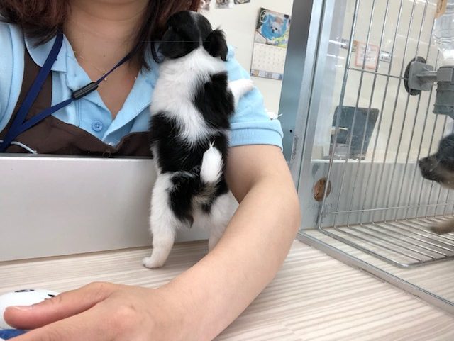 おねだりの現場を発見！ | チワワ 極小 （512542） - ペットショップ マルワン本羽田 東京都大田区