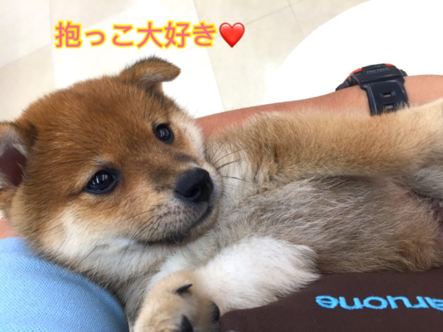 へそ天抱っこも得意 | 豆柴 （130027） - ペットショップ マルワン高井戸 東京都 高井戸