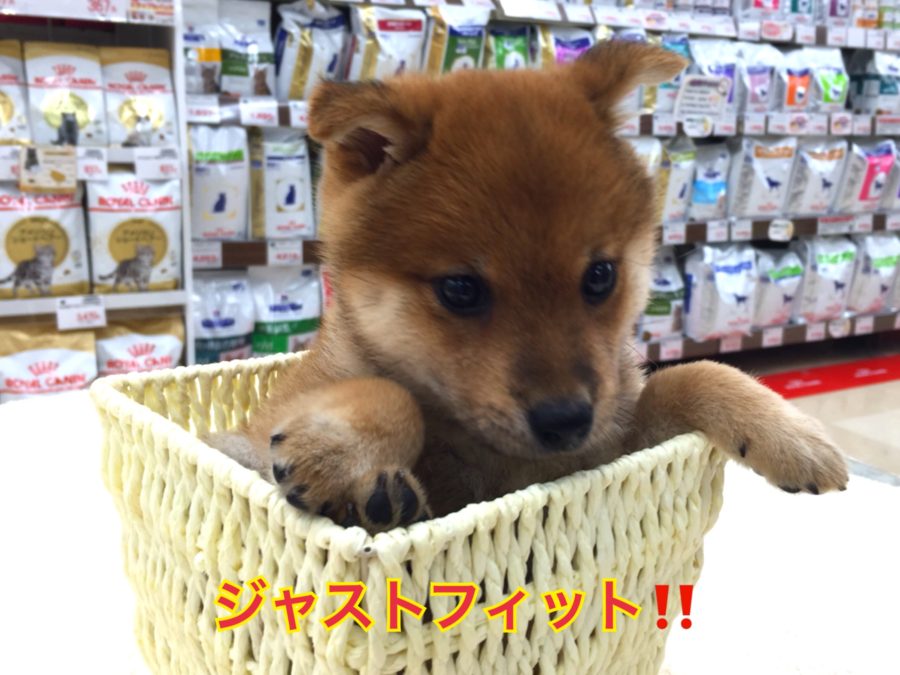 小さなカゴにも余裕で入りました | 豆柴 （130027） - ペットショップ マルワン高井戸 東京都 高井戸