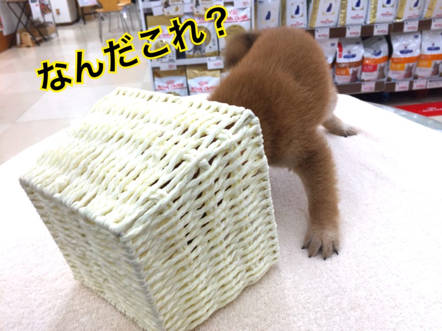 小さなカゴに興味津々 | 豆柴 （130027） - ペットショップ マルワン高井戸 東京都 高井戸