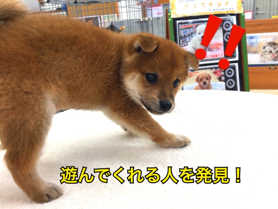 お尻をプリッと上げてお誘いポーズ | 豆柴 （130027） - ペットショップ マルワン高井戸 東京都 高井戸