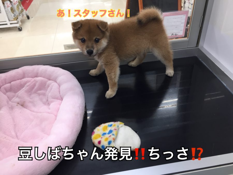 生後2ヶ月半になって体重が1.3kg | 豆柴 （130027） - ペットショップ マルワン高井戸 東京都 高井戸