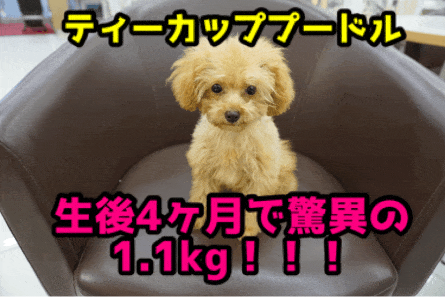 【ティーカッププードル】ティーカップ確定?!生後4ヶ月を過ぎて体重1.1kg!!おパンツカットも要チェック!：ペットショップマルワン大倉山店（横浜市港北区）｜子犬情報！No.6130689