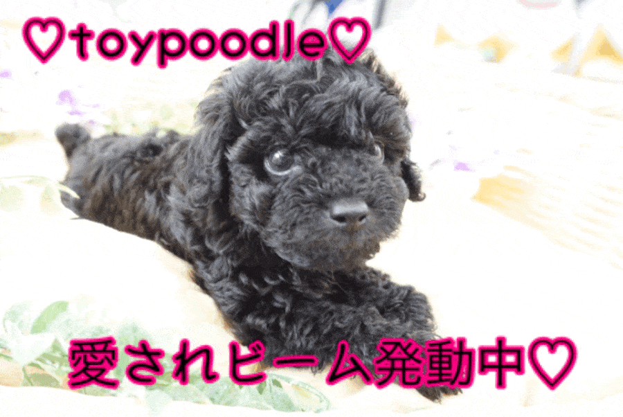 【シルバー トイ・プードル】ついに来た！アイドルフェイスの希少シルバー！胸キュン注意報横浜全域に発令中♥：ペットショップマルワン大倉山店（横浜市港北区）｜子犬情報！No.6130714