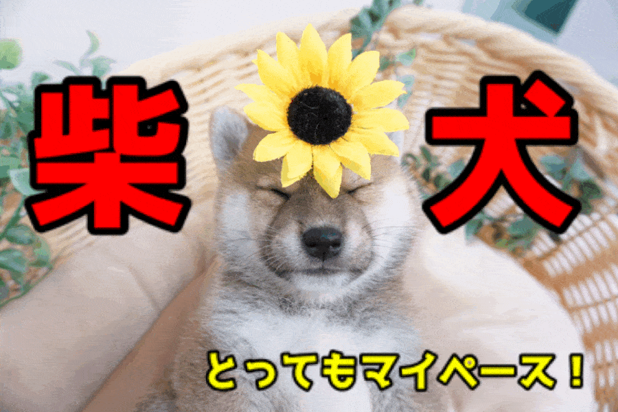 【 むちむち 柴犬 】マニアも絶叫！ 究極丸型ディテールのサムライドッグがやってきた!：ペットショップマルワン大倉山店（横浜市）｜子犬情報！No.6130715
