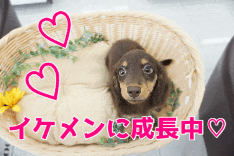 【チョコタン ダックス】ゴールドに輝く瞳!男前すぎるルックスに大興奮♥横浜1のイケメン短足！：ペットショップマルワン大倉山店（横浜市港北区）｜子犬情報！No.6130696