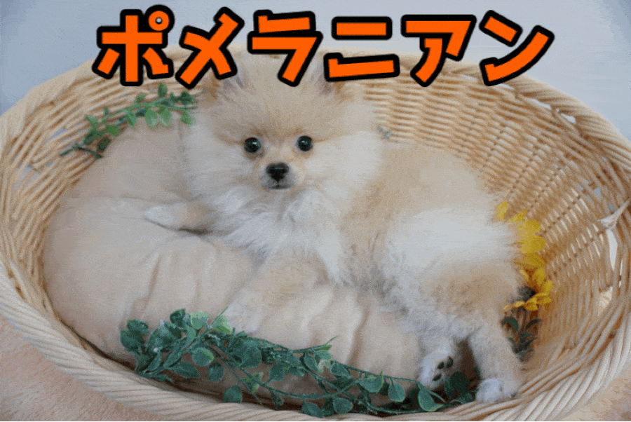 【ポメラニアン】バニラクリームコートに大変身!!アニメの様な大きな潤んだと美しい被毛に大注目♥：ペットショップマルワン大倉山店（横浜市港北区）｜子犬情報！No.6130702