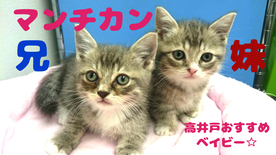 【マンチカン 兄妹】シンクロ率100％？！人気猫種の仲良し兄妹が高井戸店にやってきた！：ペットショップマルワン高井戸店（東京都杉並区）おすすめ子犬情報！NO.130054＆NO.130055