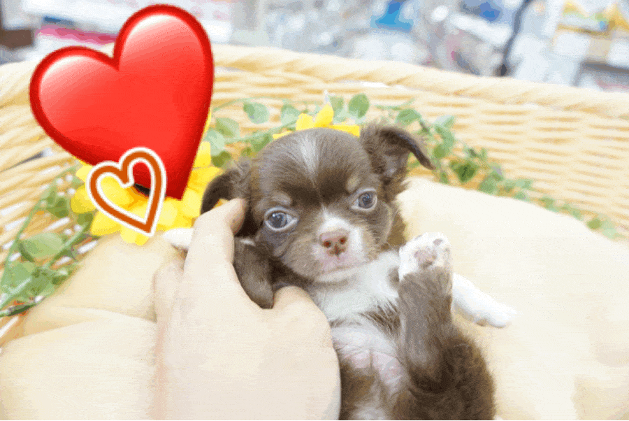 【 チョコタン チワワ 】JKCチャンピオン直仔！世界最小犬種だけど与えてくれる喜びは最大級♥：ペットショップ マルワン大倉山店 （ 横浜市港北区 ）｜子犬情報！No.6130716