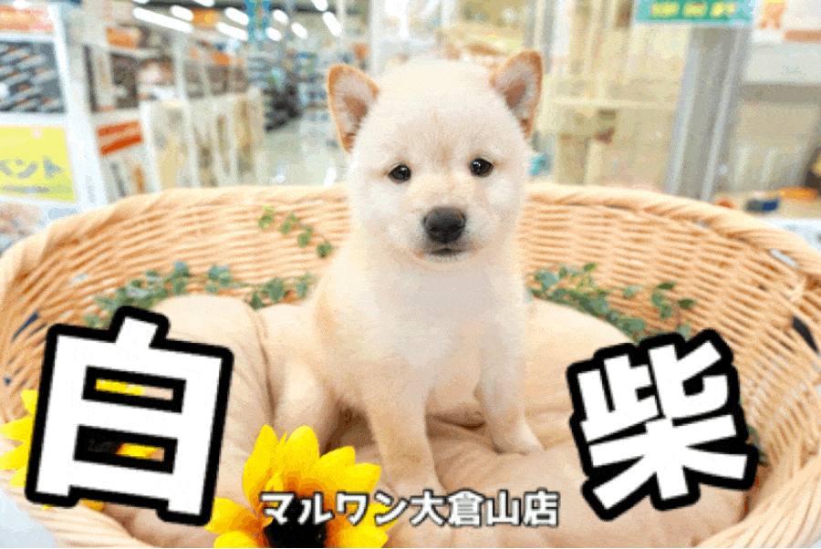 【 白柴 】柴犬王国の大倉山店に待望の小さめシロクマ系柴犬!!天然記念物級の可愛さ炸裂中♥ペットショップマルワン大倉山店（横浜市）｜子犬情報！No.6130721