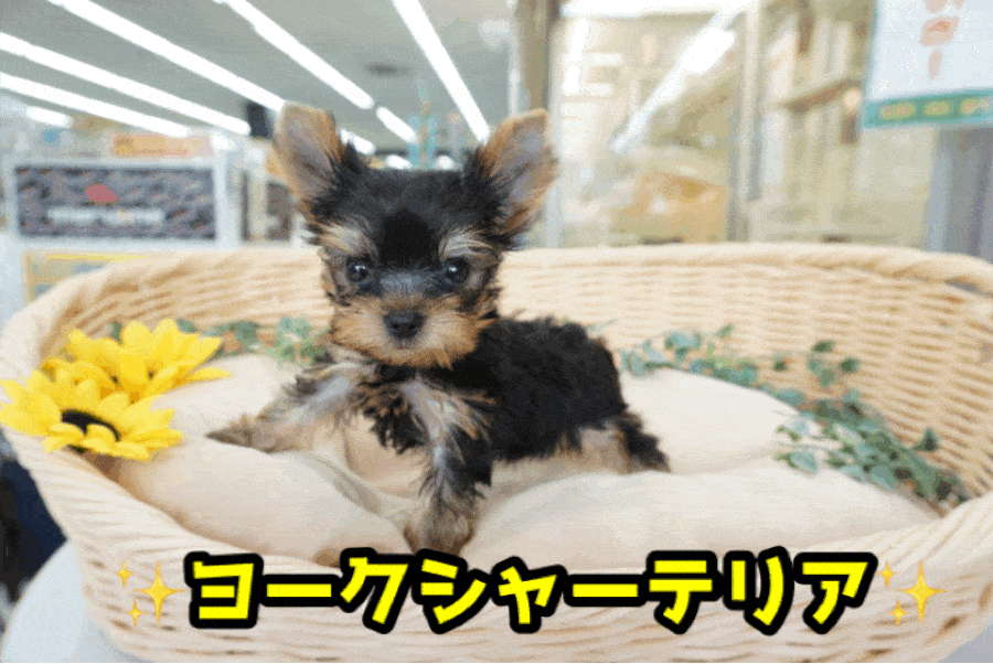 【 極小 ヨークシャーテリア 】これぞ手乗りサイズ！生後53日で440g！キラキラした毎日を一緒に過ごせるアニメ顔♥：ペットショップマルワン大倉山店（横浜市港北区）｜子犬情報！No.6130720