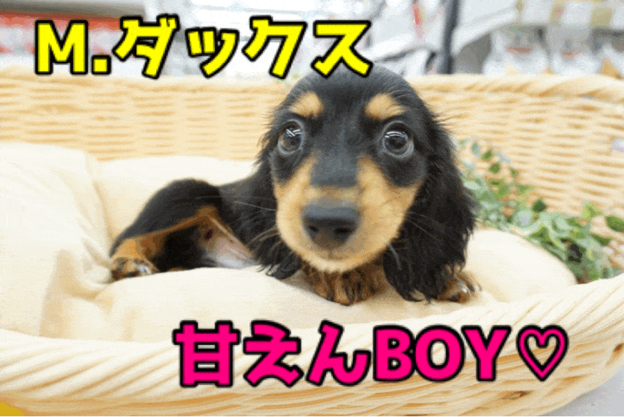 【 ミニチュア・ダックスフント 】パパはカニンヘン！艷やかなブラックカラー＆濃厚ゴールドタンマーキングの超甘えんBOY♥ペットショップマルワン大倉山店（横浜市）｜子犬情報！No.6130718