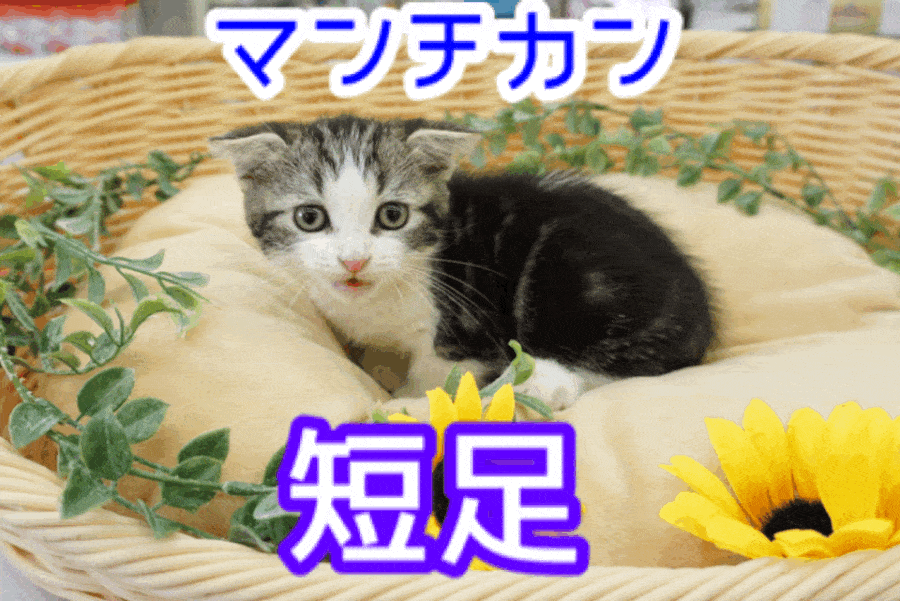 【 短足 マンチカン 】しましま模様のスーパーカーニャンコ登場！マンチカン姉さんがコミュニケーション方法もちょっぴり見せちゃいます♥：ペットショップマルワン大倉山店（横浜市港北区）｜子猫情報！No.6130722
