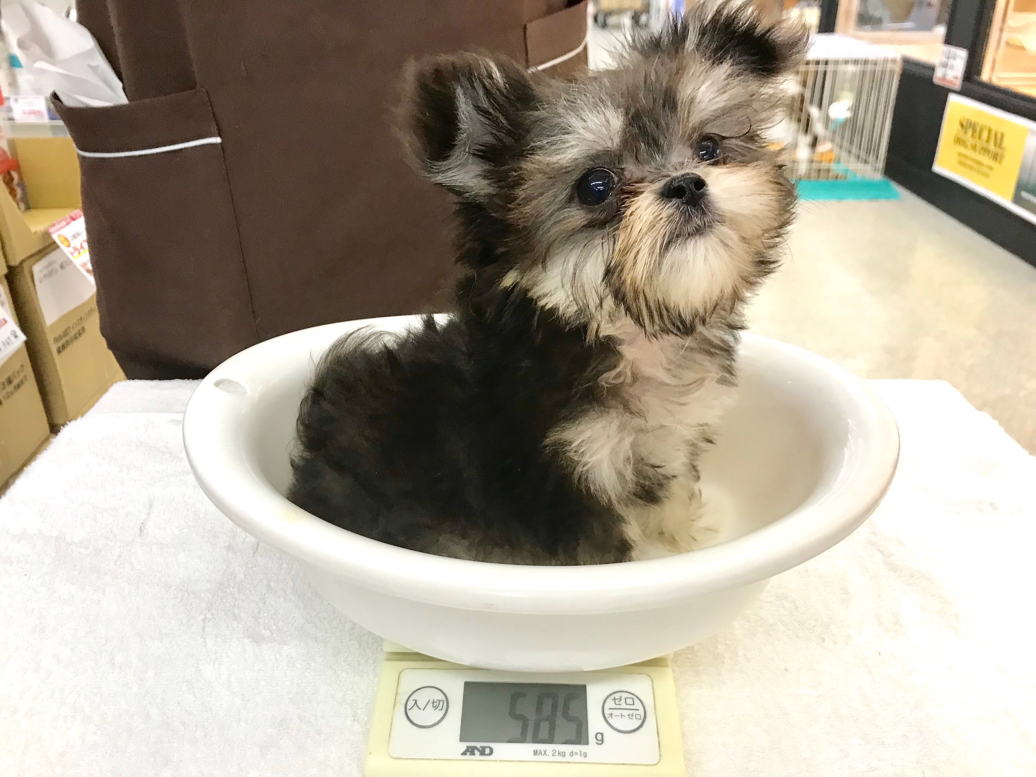やはり小さめ！生後80日で体重585ｇ！ | MIX （ チワワ × マルチーズ ） （117157） - ペットショップ マルワン鎌ヶ谷 千葉県鎌ヶ谷市北初富