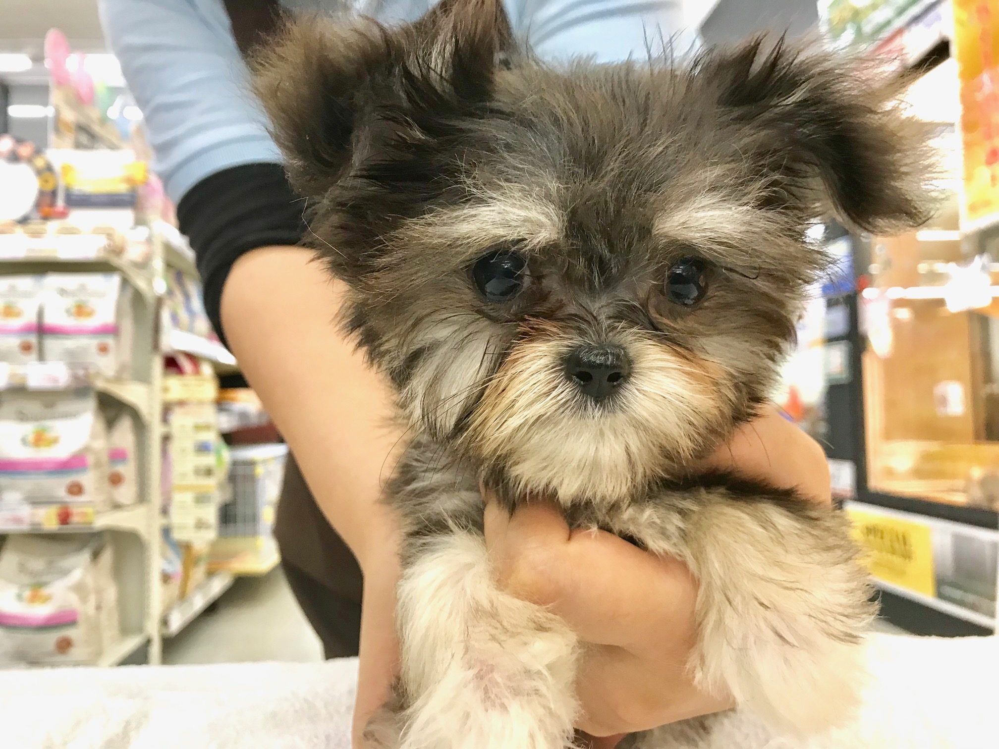 大きな瞳の小顔美人♡ | MIX （ チワワ × マルチーズ ） （117157） - ペットショップ マルワン鎌ヶ谷 千葉県鎌ヶ谷市北初富