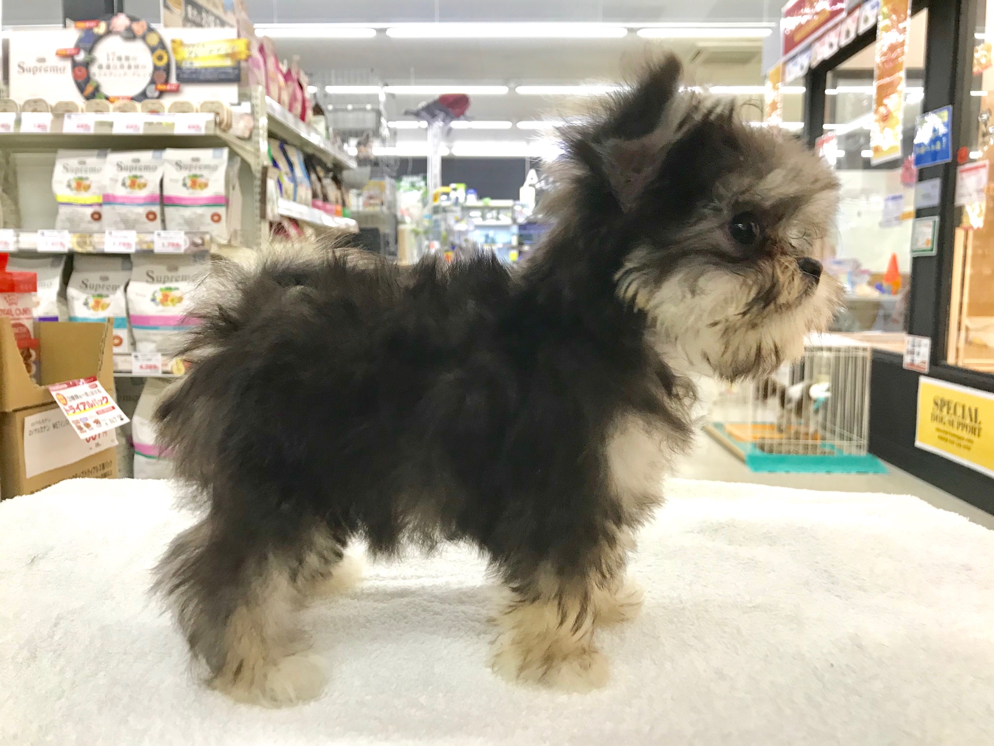 どの角度から見ても可愛さ満点♡ | MIX （ チワワ × マルチーズ ） （117157） - ペットショップ マルワン鎌ヶ谷 千葉県鎌ヶ谷市北初富