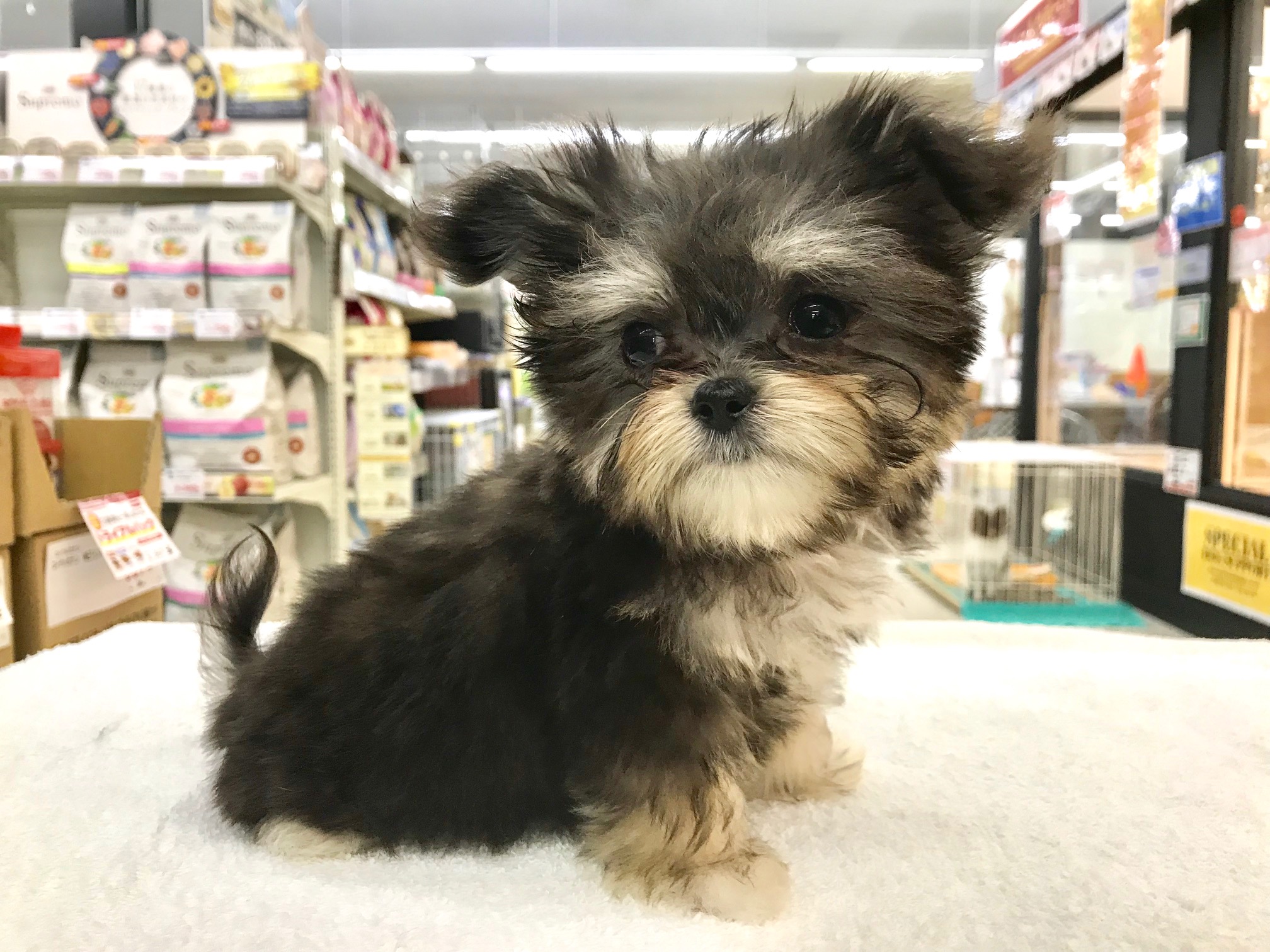 ちわまる子ちゃん | MIX （ チワワ × マルチーズ ） （117157） - ペットショップ マルワン鎌ヶ谷 千葉県鎌ヶ谷市北初富