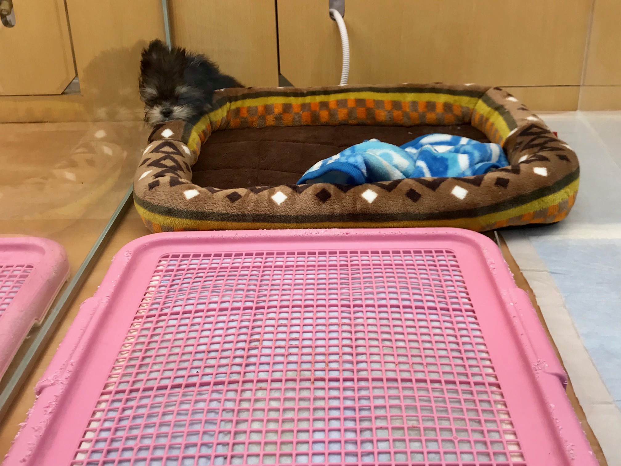 驚くべきトイレの成功率 | MIX （ チワワ × マルチーズ ） （117157） - ペットショップ マルワン鎌ヶ谷 千葉県鎌ヶ谷市北初富