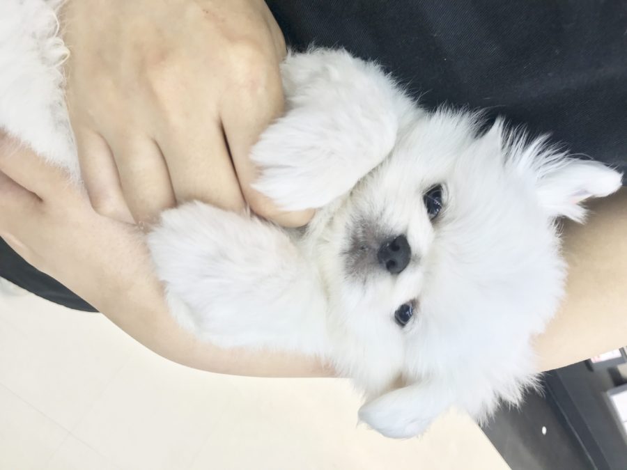 人が大好きな白ペキくん | ペキニーズ （914369） - ペットショップ マルワン志村坂下 東京都板橋区