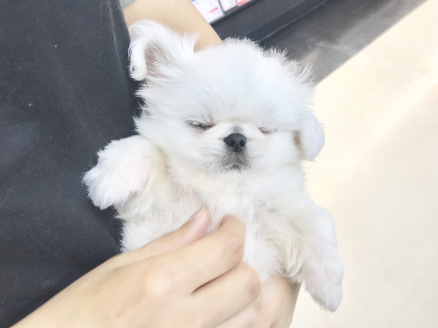 眠そう | ペキニーズ （914369） - ペットショップ マルワン志村坂下 東京都板橋区