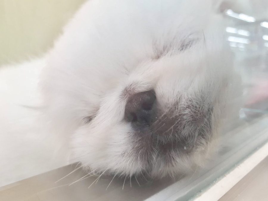 ぶちゃかわショット | ペキニーズ （914369） - ペットショップ マルワン志村坂下 東京都板橋区