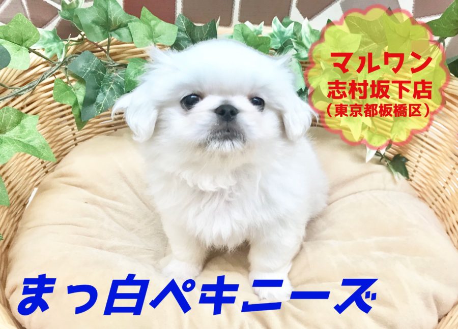 【白ペキニーズ】究極の癒しをアナタに！愛されマシュマロベイビー♪：ペットショップマルワン志村坂下店（東京都板橋区）｜オススメ子犬情報！No.914369