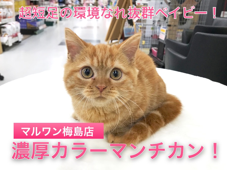 【 超短足 マンチカン 】「赤い河」を思わせる情熱レッドスペシャルベイビーは初心者にオススメ！ディープに考察します！：ペットショップマルワン梅島店｜子猫情報！No.119114