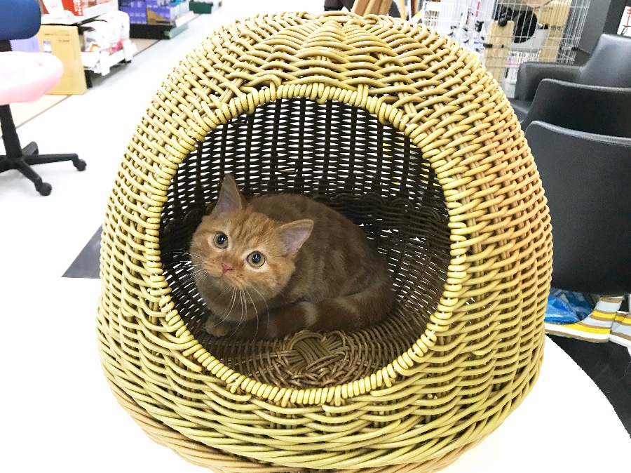雑音もへっちゃら！ | マンチカン （119114） - ペットショップ マルワン梅島 東京都足立区