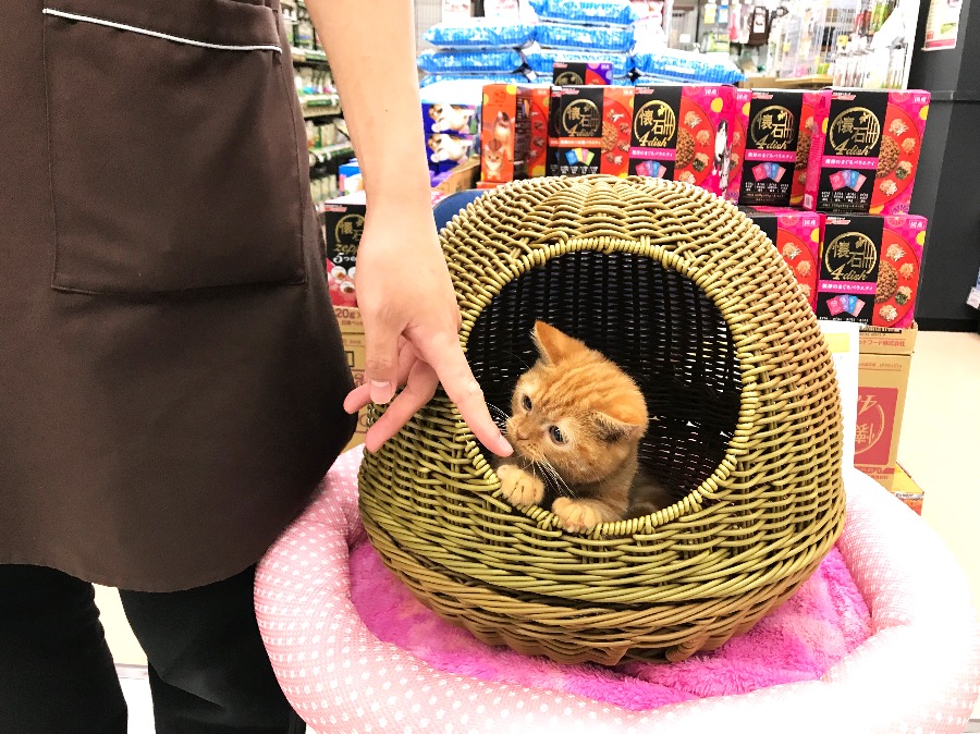 環境トレーニング進んでます | マンチカン （119114） - ペットショップ マルワン梅島 東京都足立区