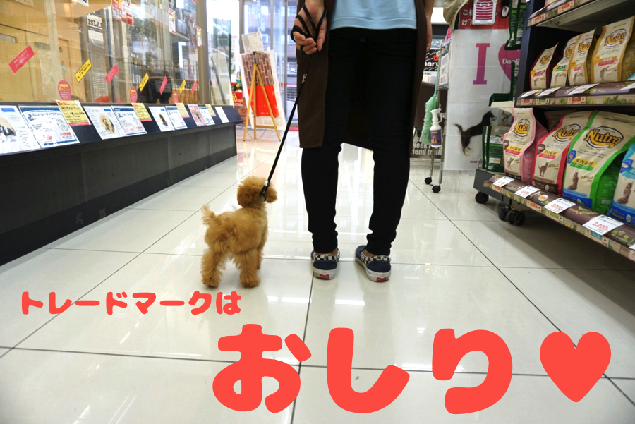 トレードマークのおパンツカット | ティーカップ トイ・プードル （6130689） - ペットショップ マルワン大倉山 神奈川県横浜市港北区