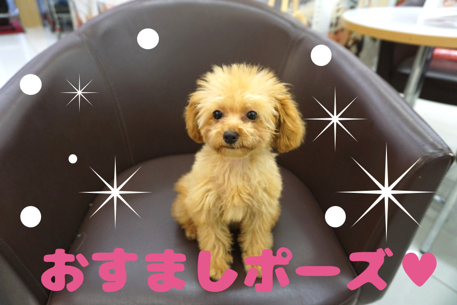新しい家族に迎え入れやすい子 | ティーカップ トイ・プードル （6130689） - ペットショップ マルワン大倉山 神奈川県横浜市港北区