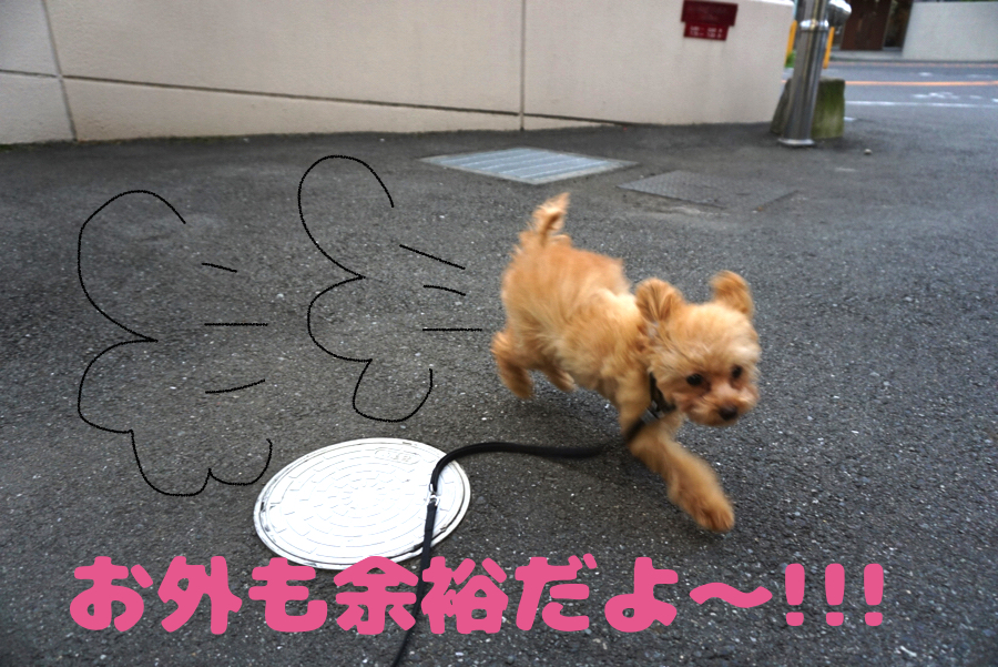 お外もご覧の通り元気いっぱい走り回っています | ティーカップ トイ・プードル （6130689） - ペットショップ マルワン大倉山 神奈川県横浜市港北区