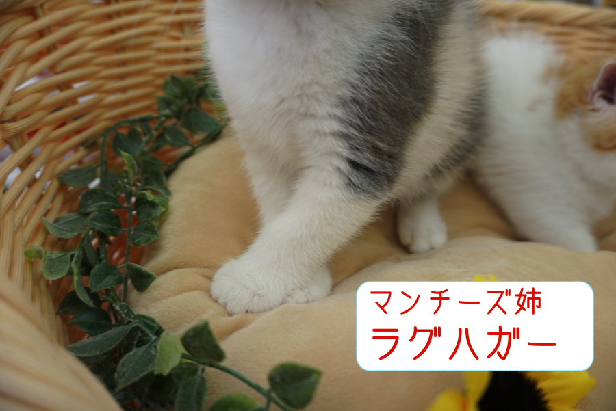 お姉ちゃんはスーパーショート寄りのラグハガー | マンチカン 姉妹 （6130710 ＆ 6130711） - ペットショップ マルワン大倉山 神奈川県横浜市港北区