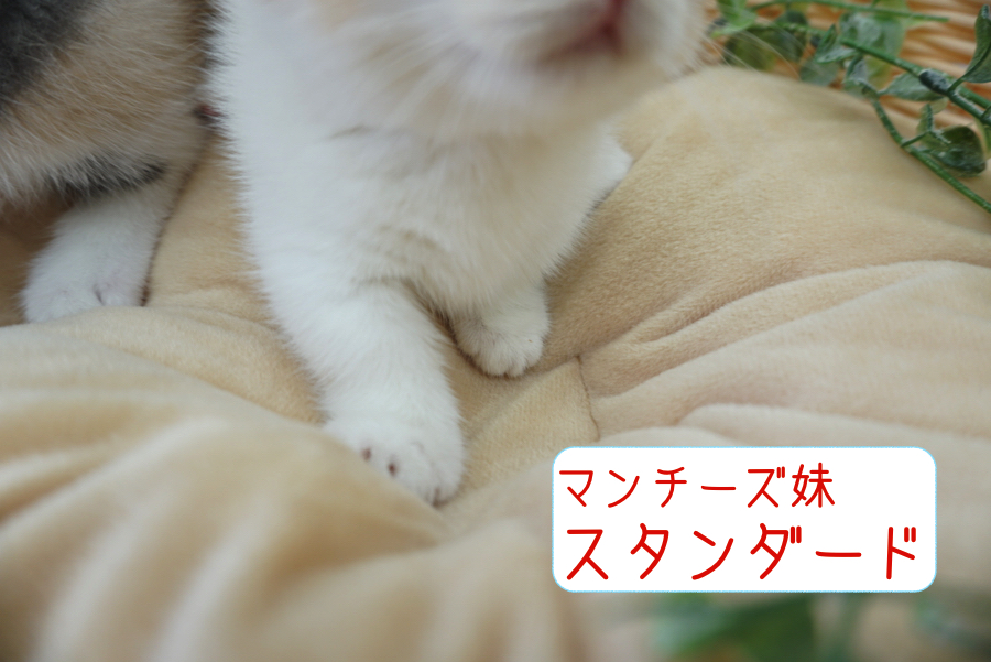 妹ちゃんはスタンダード | マンチカン 姉妹 （6130710 ＆ 6130711） - ペットショップ マルワン大倉山 神奈川県横浜市港北区
