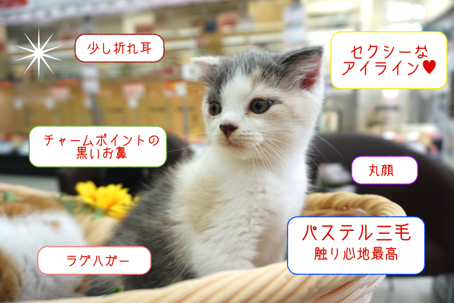 マンチーズ姉の可愛いポイント | マンチカン 姉妹 （6130710 ＆ 6130711） - ペットショップ マルワン大倉山 神奈川県横浜市港北区