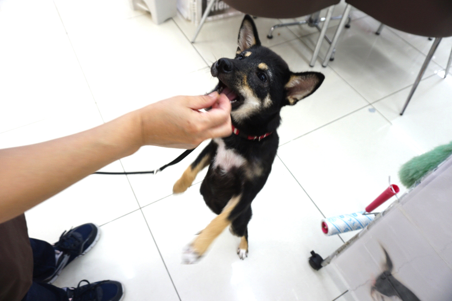 トレーニングしながら育てています | 柴犬 （6130686） - ペットショップ マルワン大倉山 神奈川県横浜市港北区