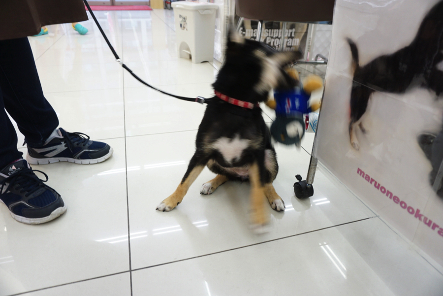 いつもお部屋で一緒 | 柴犬 （6130686） - ペットショップ マルワン大倉山 神奈川県横浜市港北区