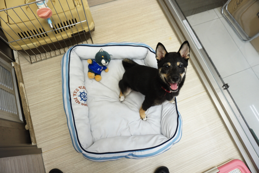 ものを壊さないで上手に遊ぶ | 柴犬 （6130686） - ペットショップ マルワン大倉山 神奈川県横浜市港北区