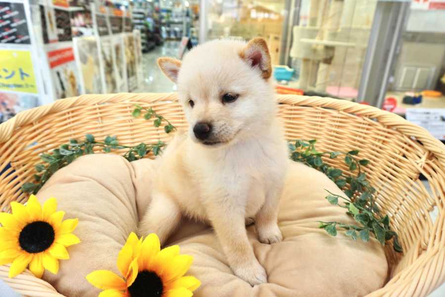 柴犬仲間募集中 | 柴犬 （6130721） - ペットショップ マルワン大倉山 神奈川県横浜市港北区