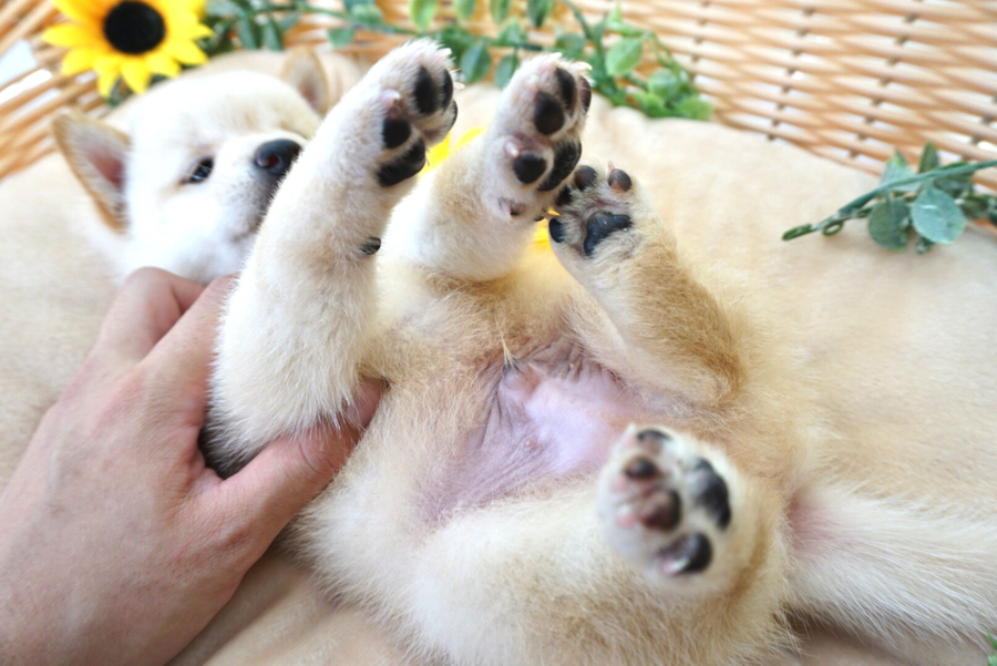 恒例のヘソ天ポーズ | 柴犬 （6130721） - ペットショップ マルワン大倉山 神奈川県横浜市港北区